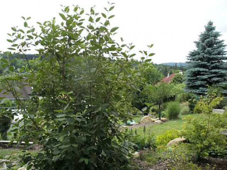 Zadní zahrada II